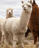 The Benefits of Alpaca and Llama Wool For Camping and Life Outside